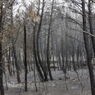 IBD0425-20120805.jpg