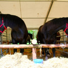 BK_Fuhrmannstage2012 1_jpg-1344797753