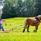 BK_Fuhrmannstage2012 6_jpg-1344797800