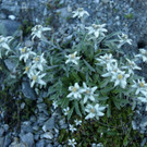 GrCombin_00188 _Large__JPG-1344841842