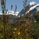 GrCombin_00005 _Large__JPG-1344841846