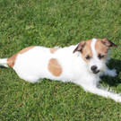 schlechtes Tierfoto.JPG