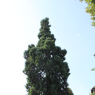 IMG_4250.JPG