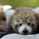 Eines der frisch geborenen Roten Pandababies im Zoo von Melbourne, Australien.