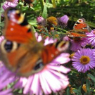 Blume mit Schmetterling.jpg