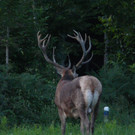 Dorfhirsch