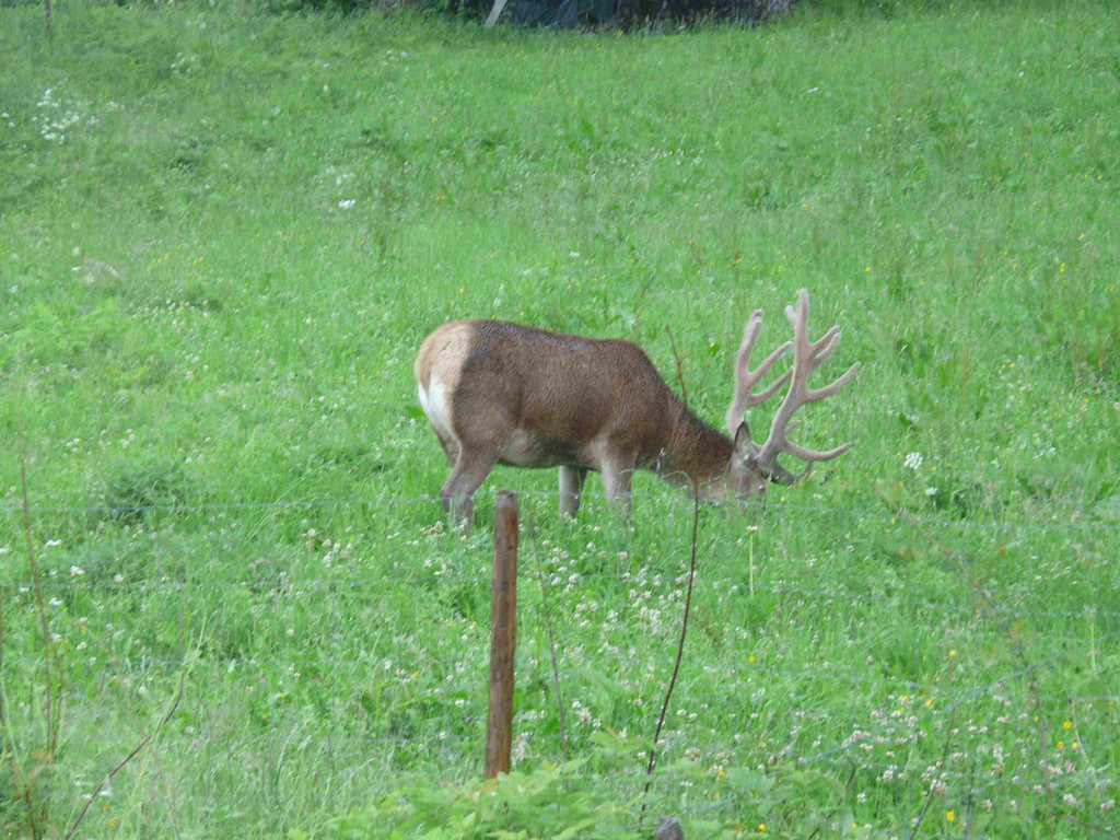 Hirsch210_jpg-1345237416
