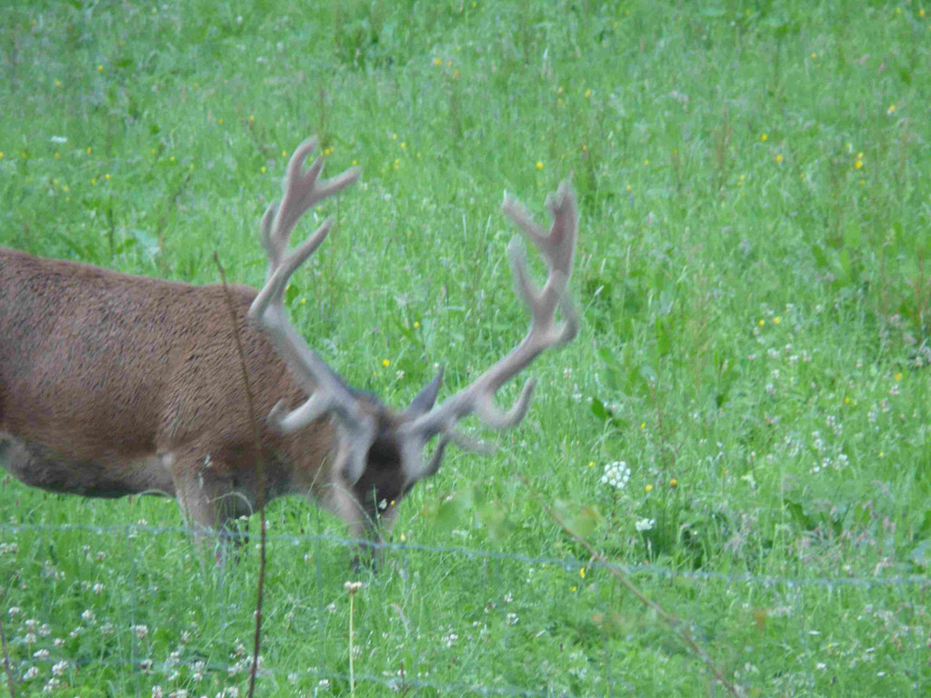 Hirsch212_jpg-1345237420