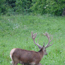 Hirsch214_jpg-1345237431