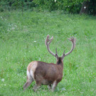 Hirsch215_jpg-1345237437
