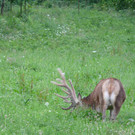Hirsch216_jpg-1345237442