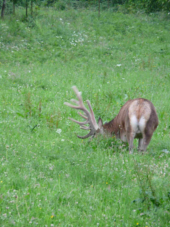 Hirsch216_jpg-1345237442
