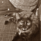 Baghira1.jpg