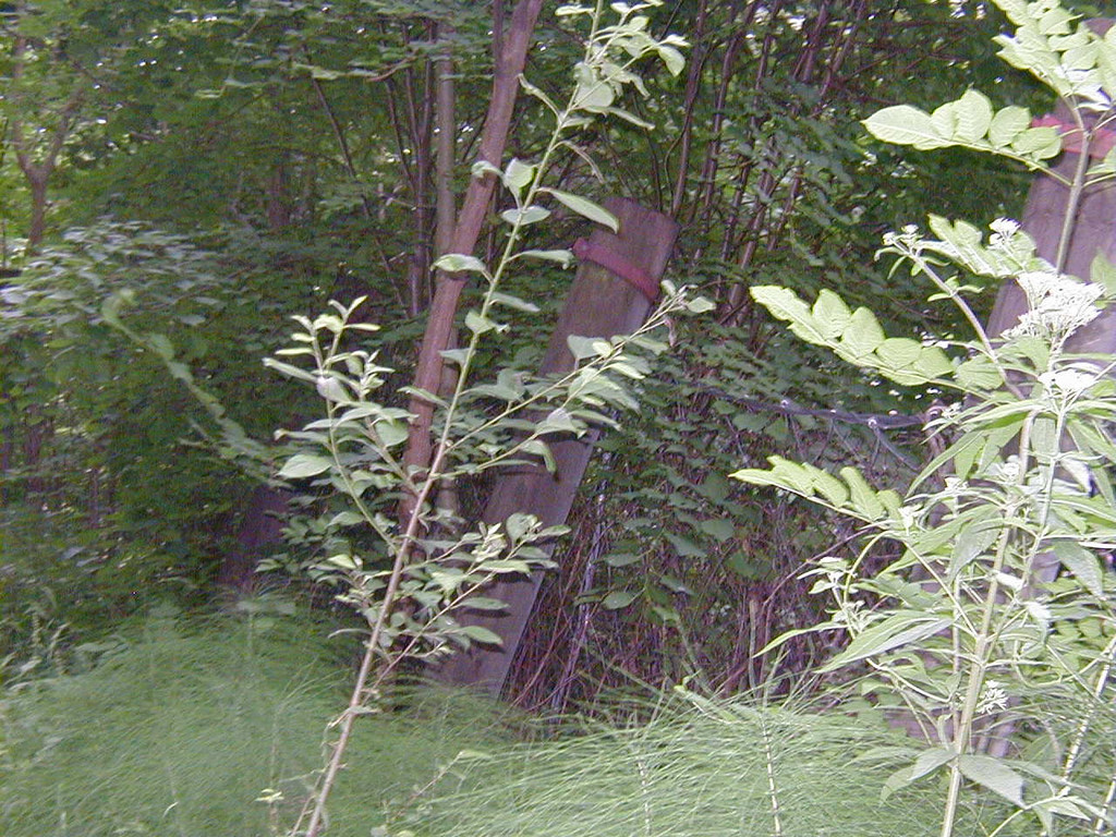 P1010015.JPG