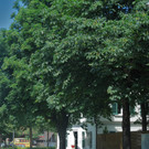Idee der essbaren Stadt stößt auf Zustimmung