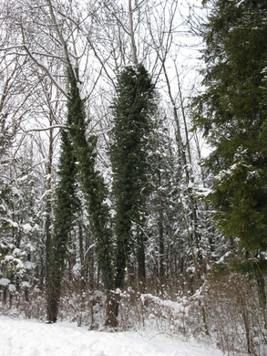 BK_310110 Schneeimpressionen Nofels 431.jpg