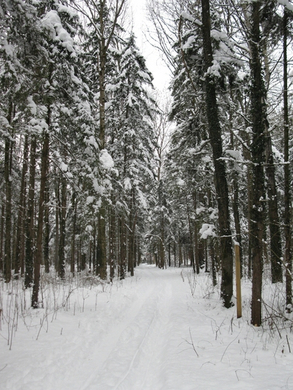BK_310110 Schneeimpressionen Nofels 435.jpg