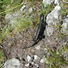 normal_230812wanderwetterat04001aktivnews13.JPG