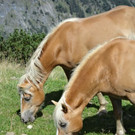 normal_230812wanderwetterat04001aktivnews28.JPG