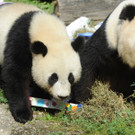 ABD0042-20120823.jpg
