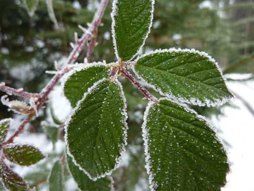 Bk_P1020167.jpg