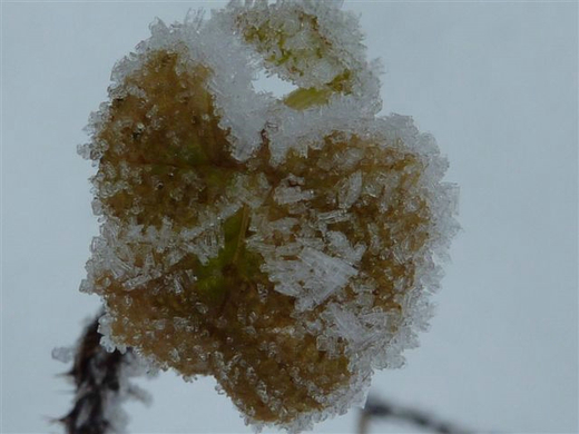 Bk_P1020200.jpg