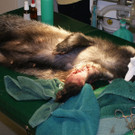 120824 - __TV_Geretteter Dachs_Operation_300dpi.JPG