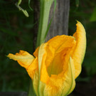 Spätsommer-Impressionen 1
