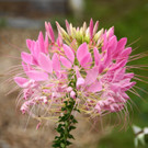 24082012gartenvereineugendorfat_02_001aktivnews__54_.JPG
