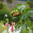 24082012gartenvereineugendorfat_02_001aktivnews__36_.JPG