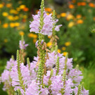 24082012gartenvereineugendorfat_02_001aktivnews__55_.JPG