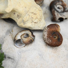 24082012gartenvereineugendorfat_02_001aktivnews__66_.JPG