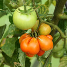 24082012gartenvereineugendorfat_02_001aktivnews__62_.JPG