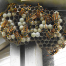 24082012gartenvereineugendorfat_02_001aktivnews__59_.JPG