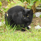 24082012gartenvereineugendorfat_02_001aktivnews__35_.JPG