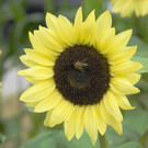 24082012gartenvereineugendorfat_02_001aktivnews__32_.JPG