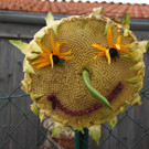 24082012gartenvereineugendorfat_02_001aktivnews__13_.JPG