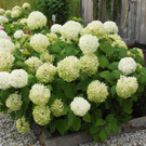 24082012gartenvereineugendorfat_02_001aktivnews__21_.JPG