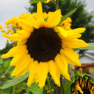 24082012gartenvereineugendorfat_02_001aktivnews__31_.JPG
