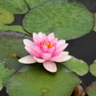 24082012gartenvereineugendorfat_02_001aktivnews__25_.JPG
