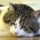DAB3919-20110215.jpg