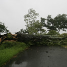 IBD0117-20120829.jpg