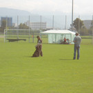 Hundeturnier