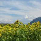 Sonnenblumenzauber in Sbg