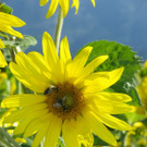 29082012sonnenblumenat05007aktivnews_14.jpg
