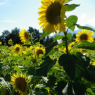 29082012sonnenblumenat05007aktivnews_10.jpg