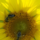 29082012sonnenblumenat05007aktivnews_15.jpg