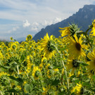 29082012sonnenblumenat05007aktivnews_18.jpg