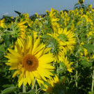 29082012sonnenblumenat05007aktivnews_19.jpg
