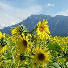 29082012sonnenblumenat05007aktivnews_17.jpg